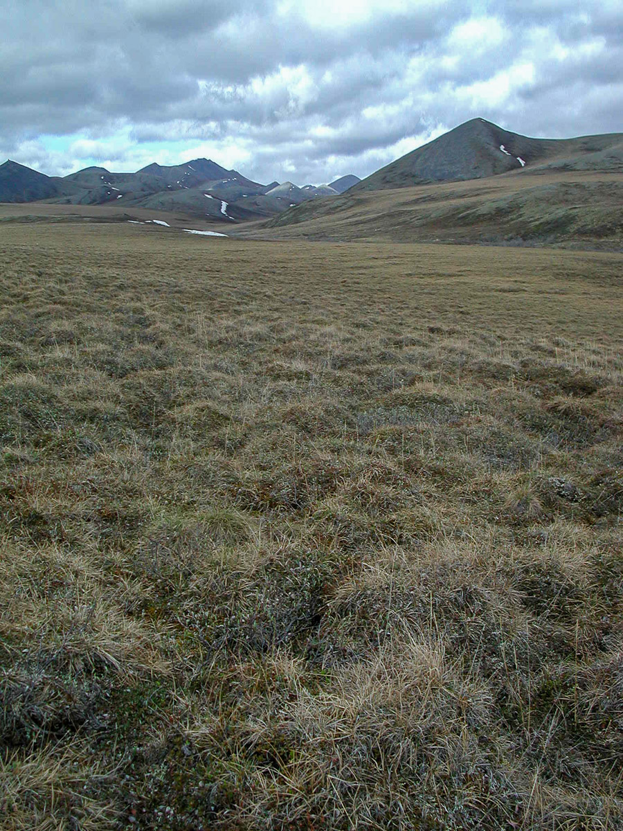 Day 9 - Leave the Aichilik River Valley and Hike Through Willow Up to Moose Camp