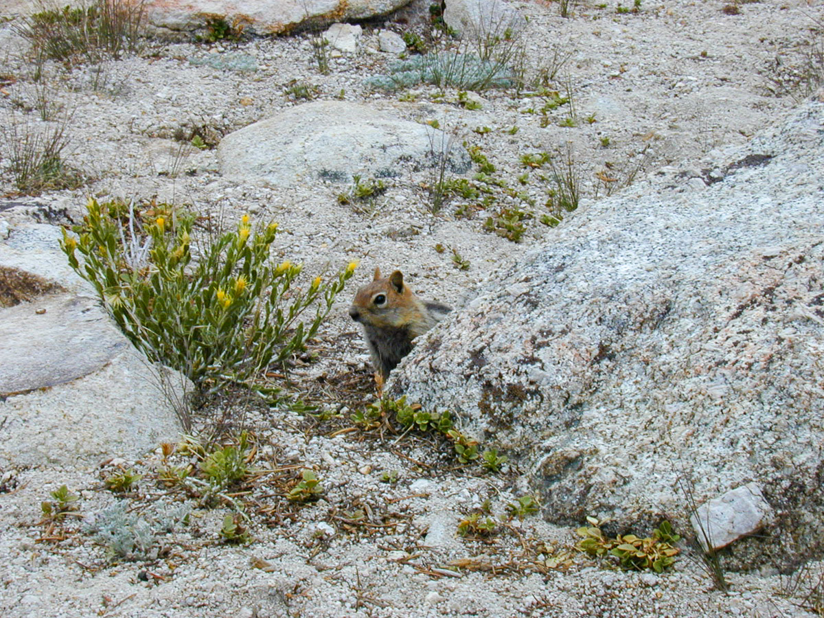 Whitney Gallery 7: Flora and Fauna