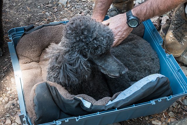 East Lake Poodle Pack Trip